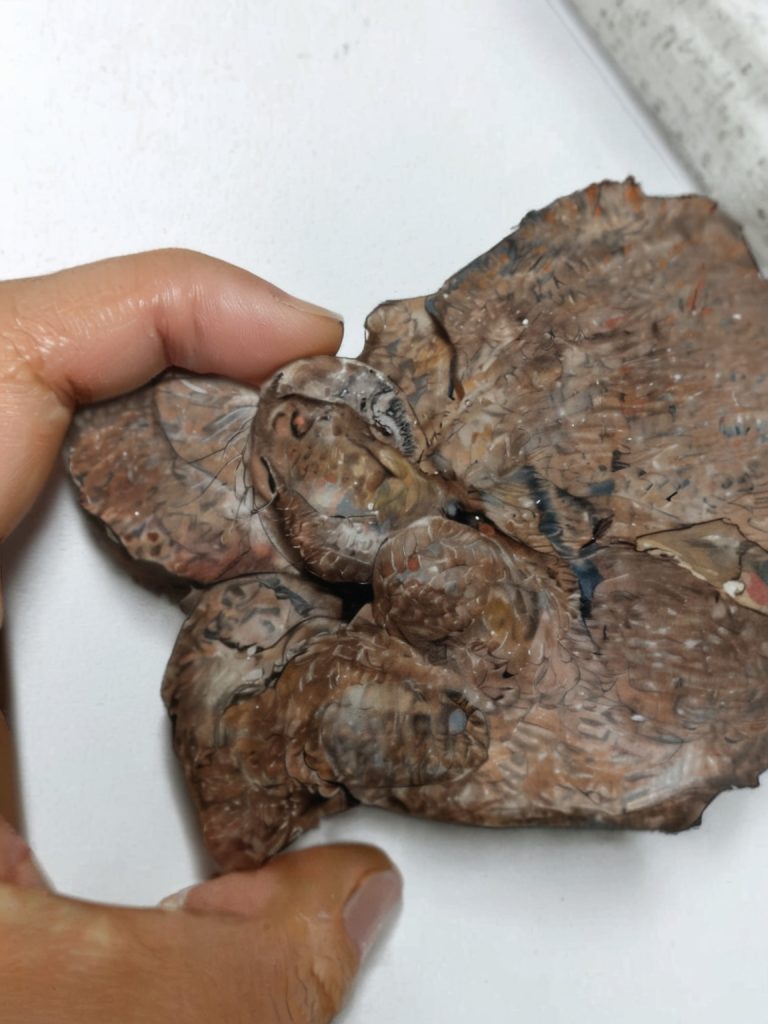 Chinese Researchers Uncover Smallest Dinosaur Egg Fossils Ever – Just 29mm Long!