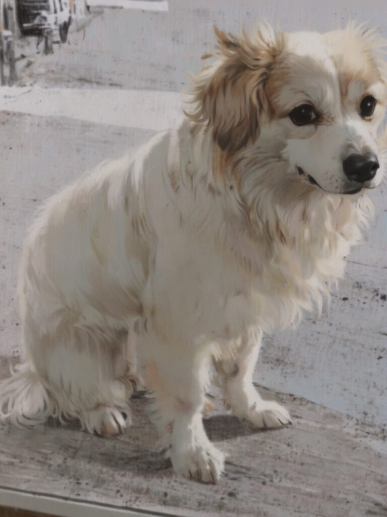 Jeju Air Crash: Dog Left Alone After Family’s Death